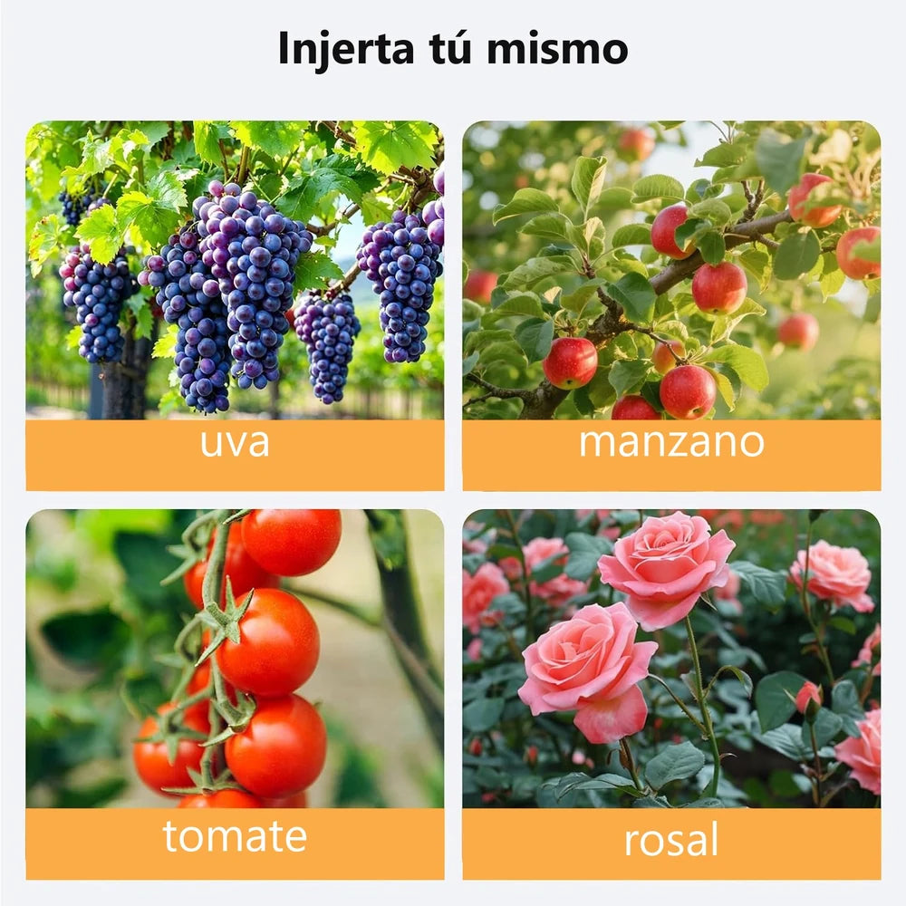 Que puedes injertar: uva, manzano, tomate y rosal